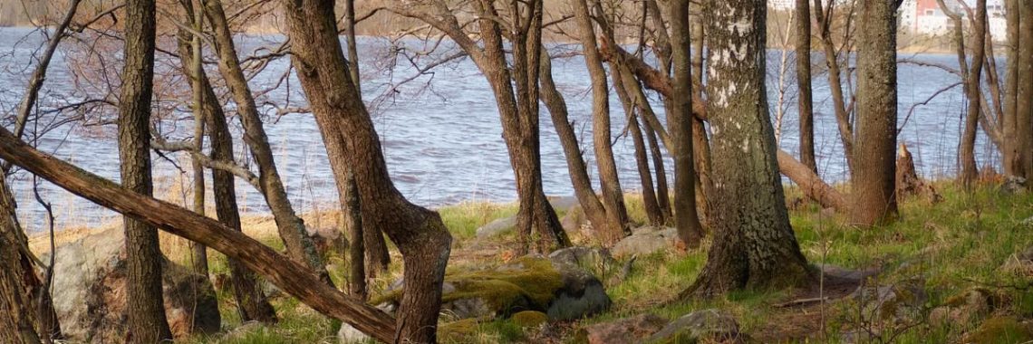 Bare trees by a lakeside in Helsinki, Finland, during springtime.